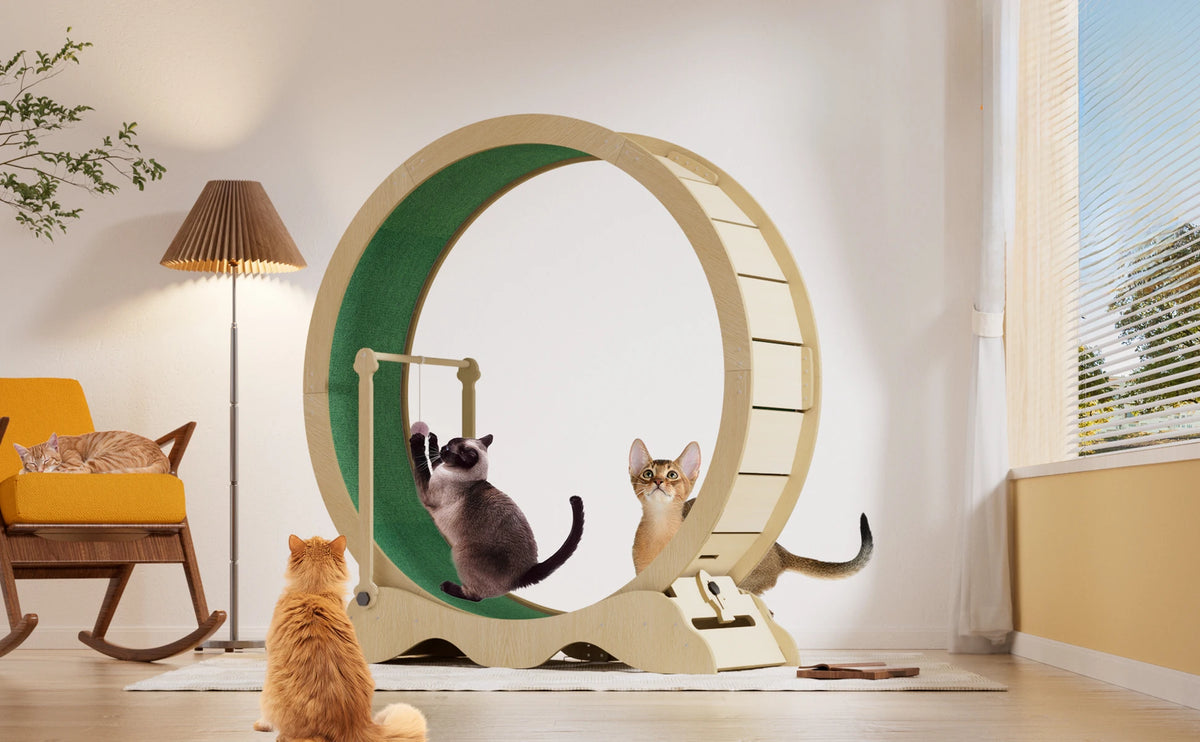 Quiet Wood Cat Exercise Wheel Sturdy Detachable Carpet Floor